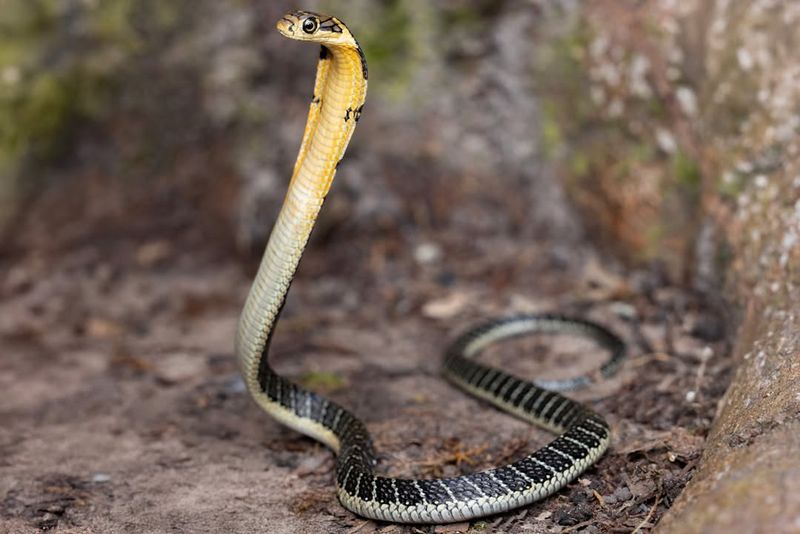 King Cobra