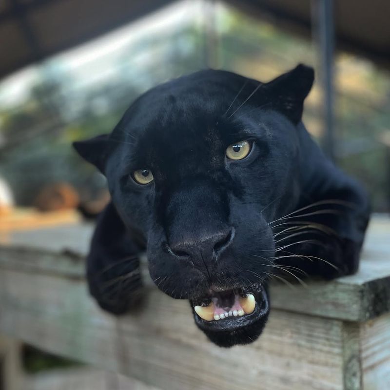 Conservation Status – Both Need Protection