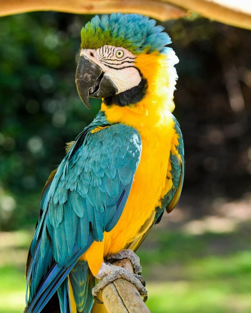 Macaw