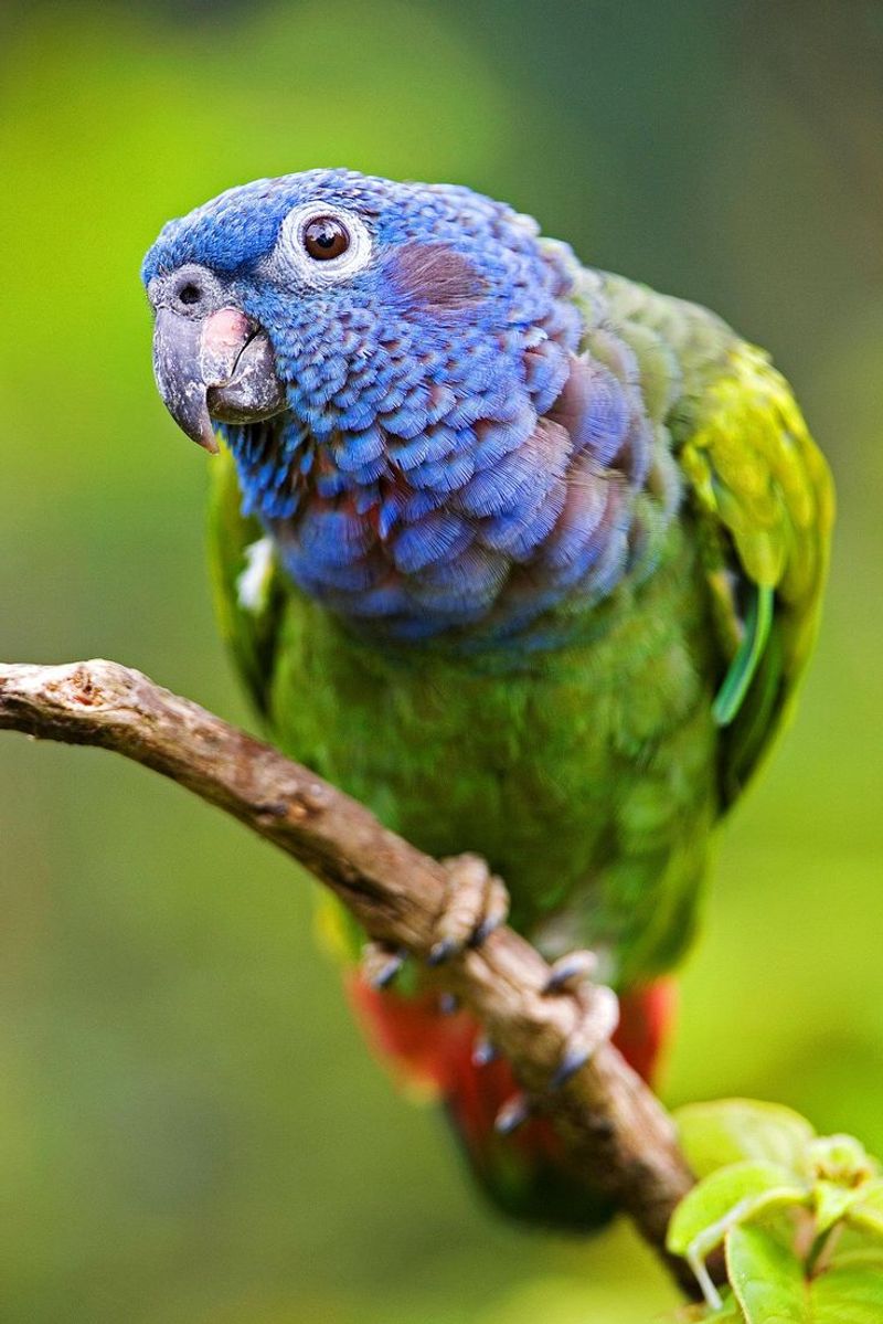 Pionus Parrot