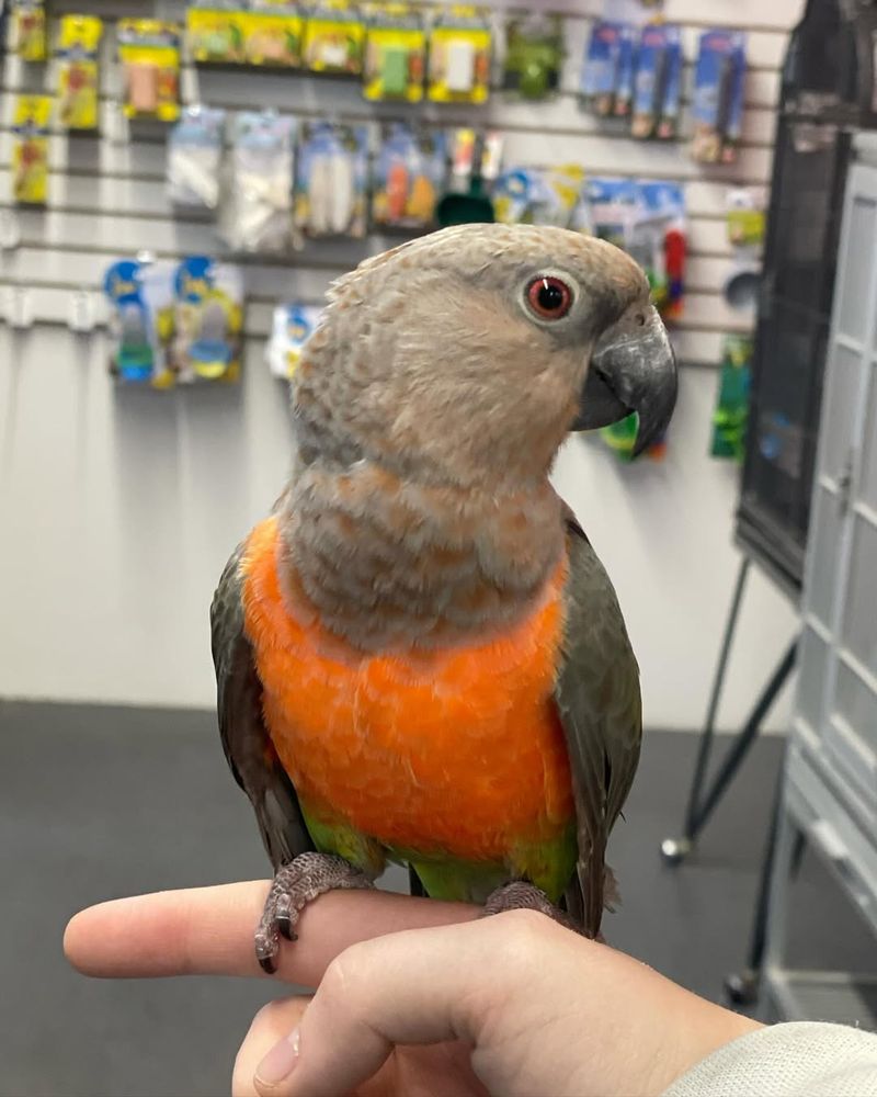 Red-Bellied Parrot