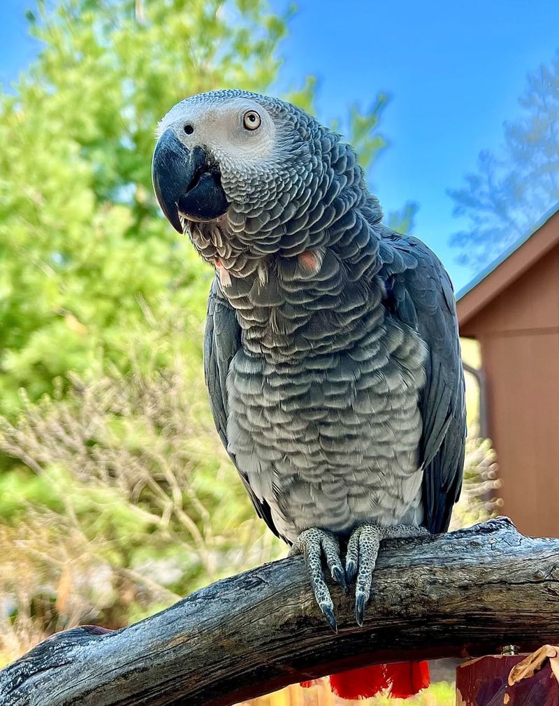 African Grey Parrot