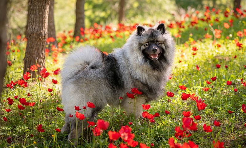 Keeshond