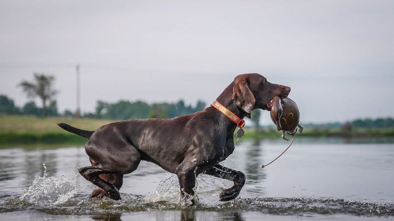 German Shorthaired Pointer