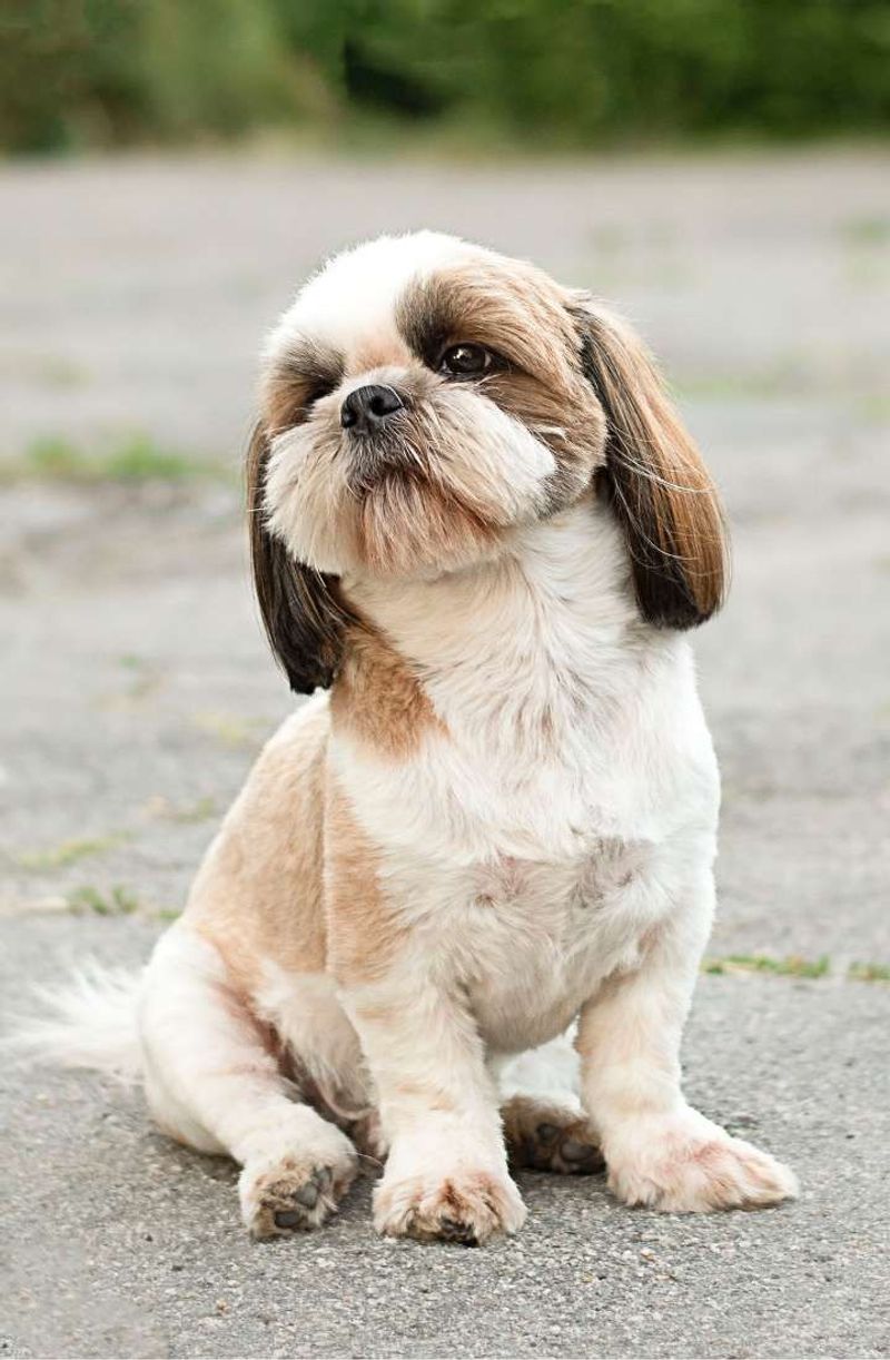 Shih Tzu