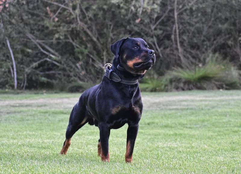 Rottweiler Symbolism