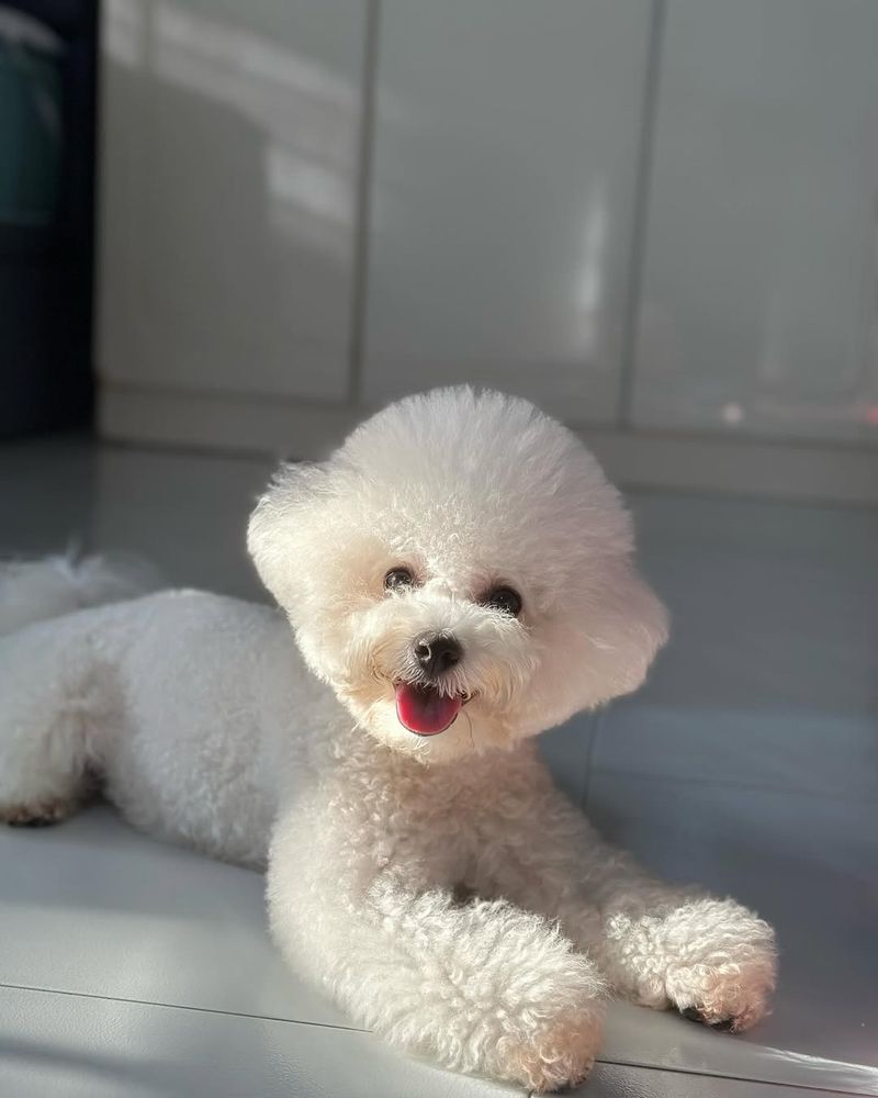 Bichon Frisé