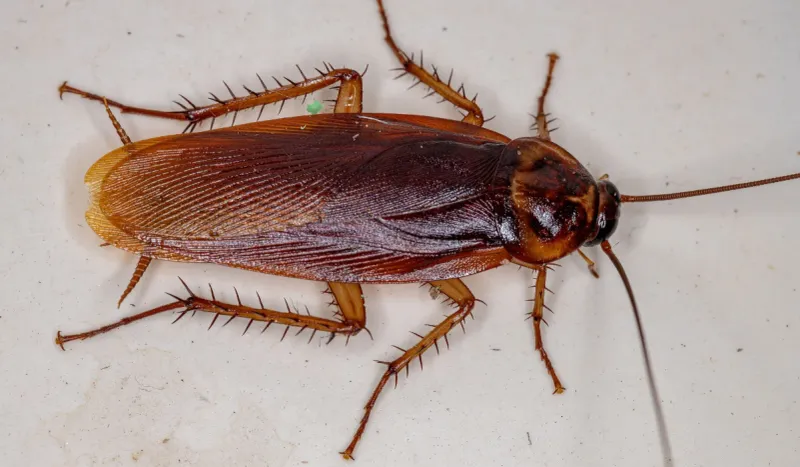 Cockroaches