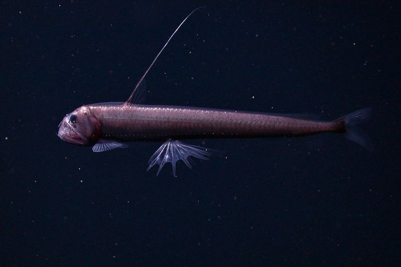 Pacific Viperfish