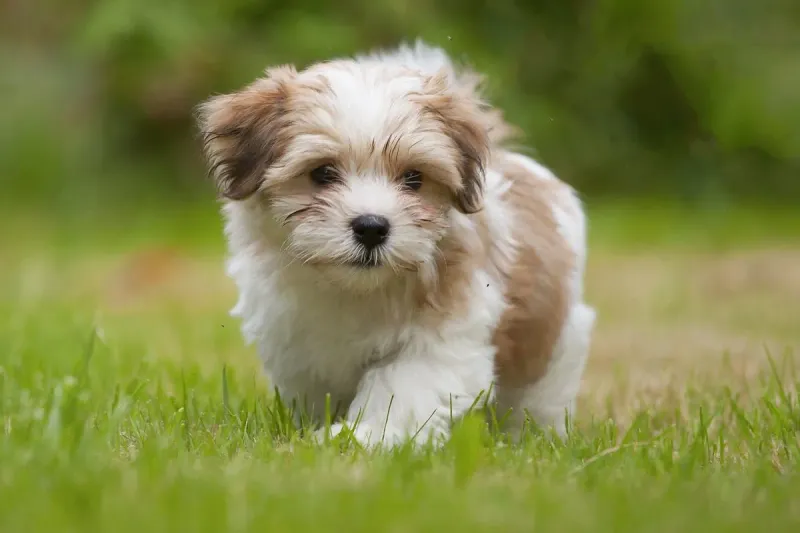 Havanese