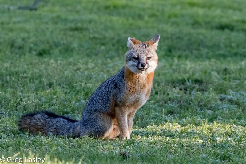 Minnesota - Gray Fox