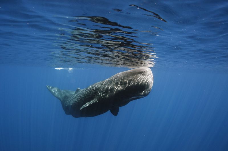 Connecticut - Sperm Whale