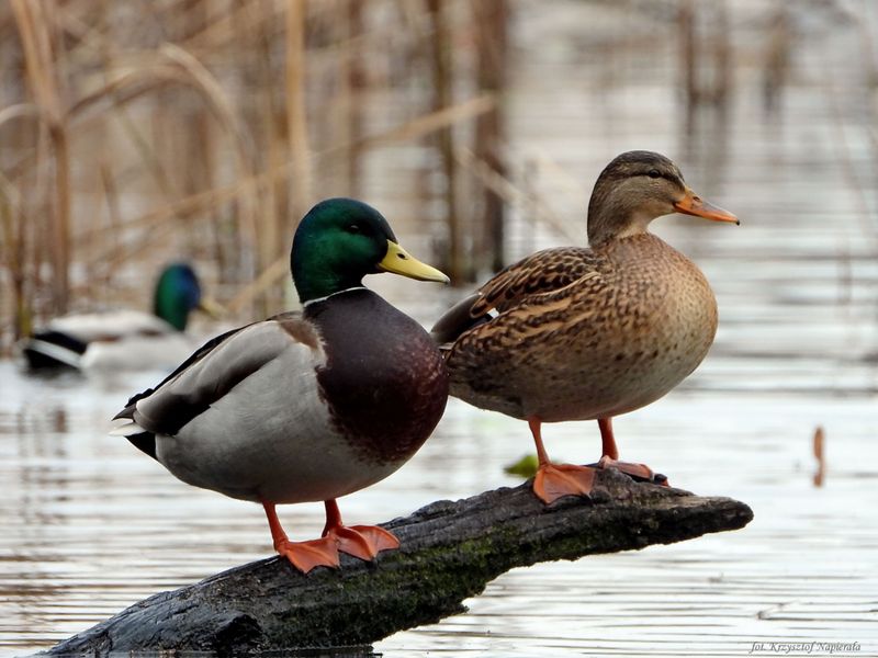 Urban Duck Adventures