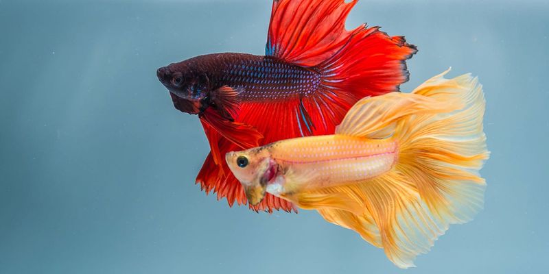 Colorful Varieties