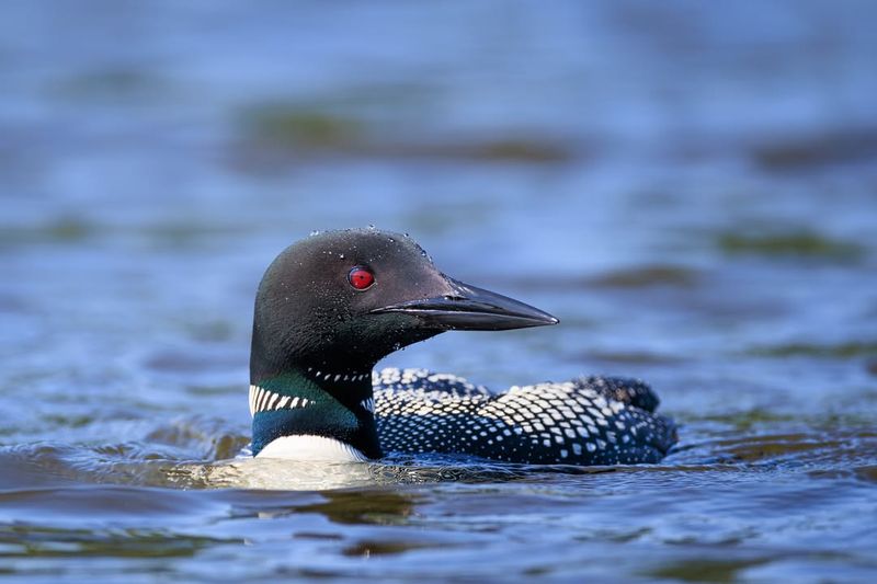 Common Loon
