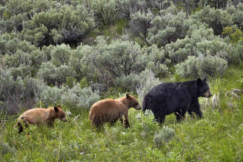 American Black Bear