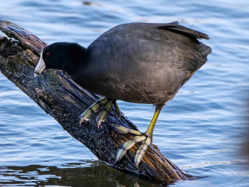 American Coot