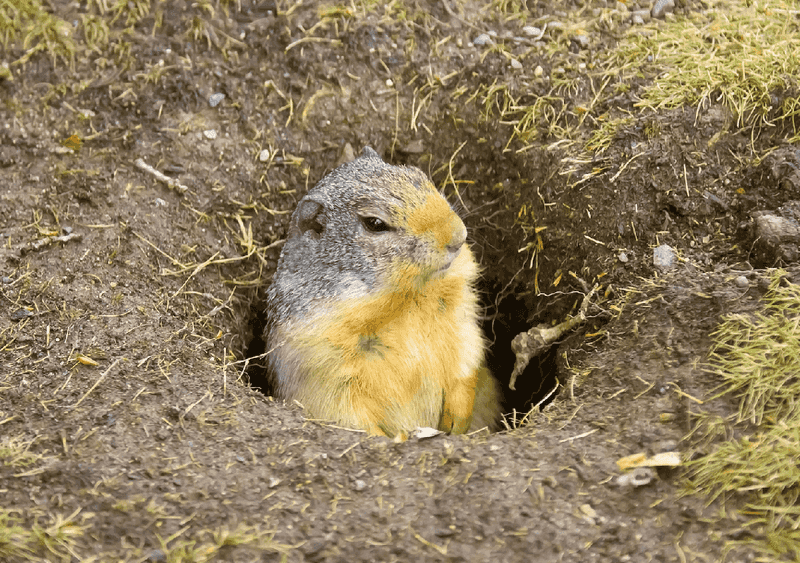 Ground Squirrels – Underground Tunnels