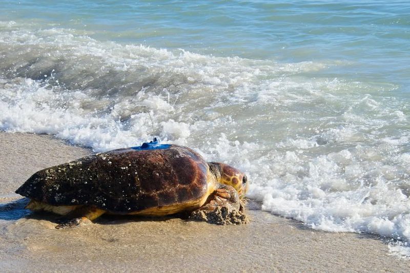 Loggerhead Sea Turtle