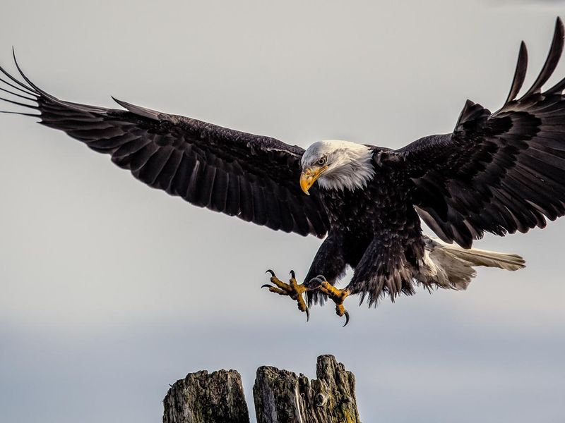 Resurgence In Prey Population