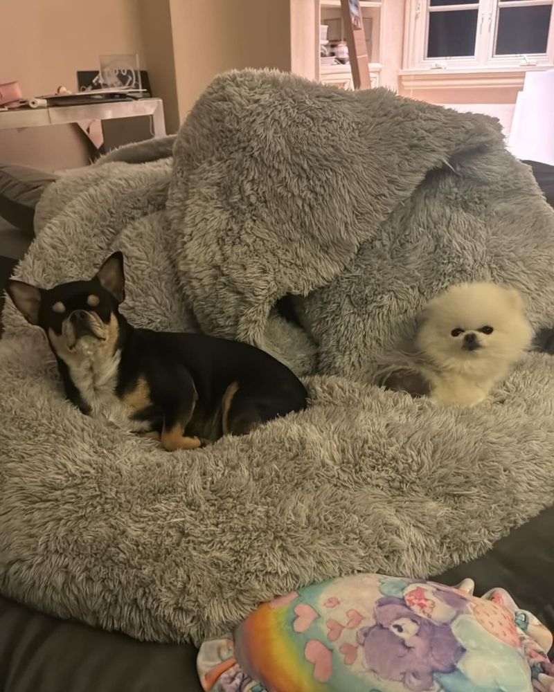 Compatibility With Existing Pet