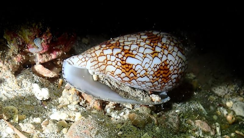 Cone Snail