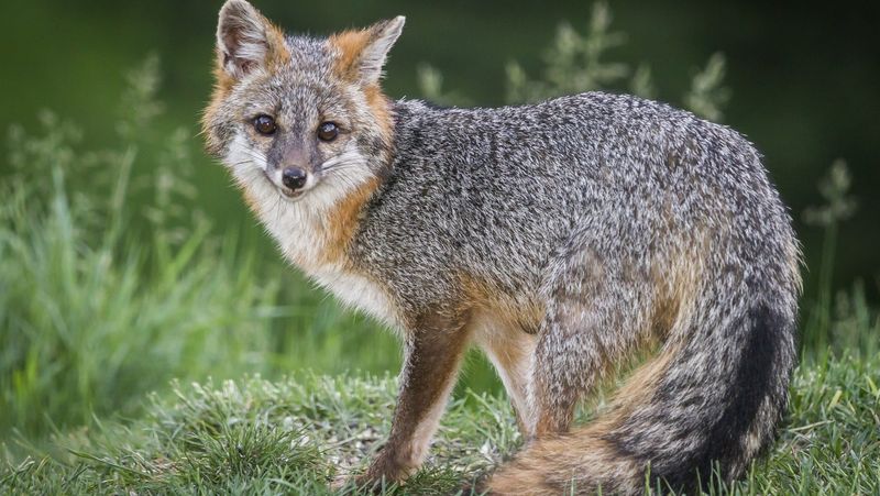 Delaware - Gray Fox