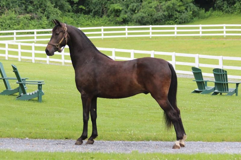 Morgan Horse