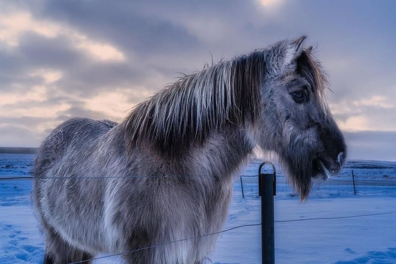 Icelandic Horse