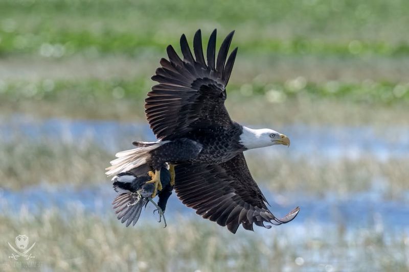 Bald Eagle Symbolism