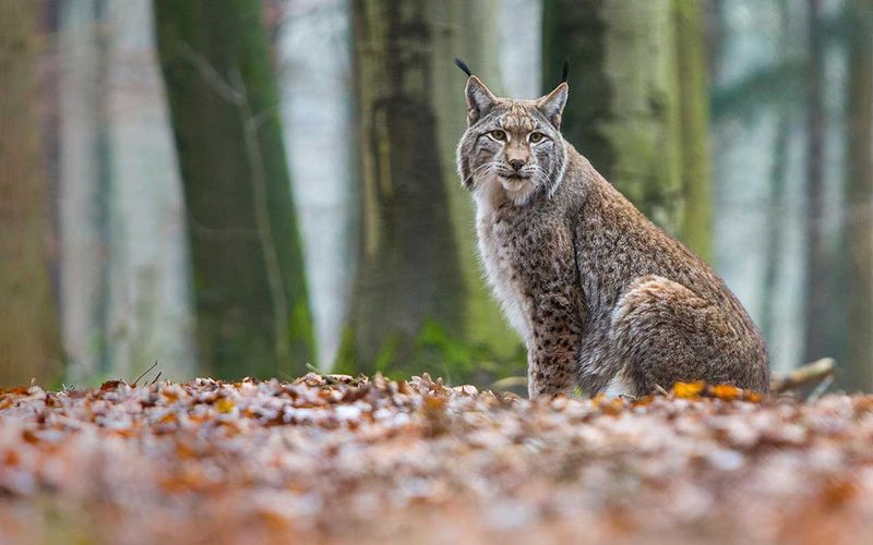 Role In Ecosystem: Lynx's Ecological Impact