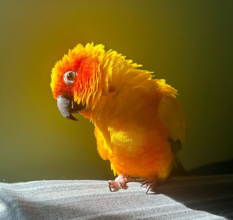 Conure