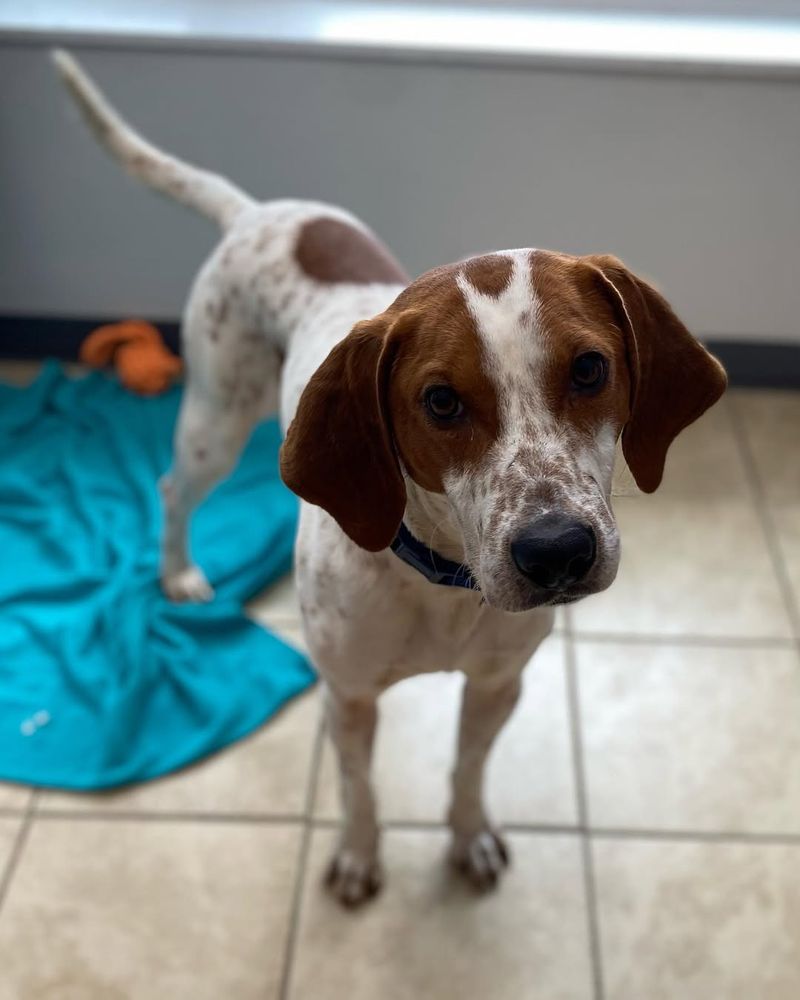 Coonhound