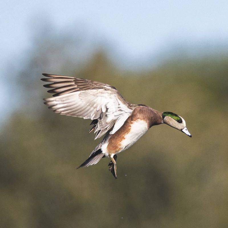 Widgeon