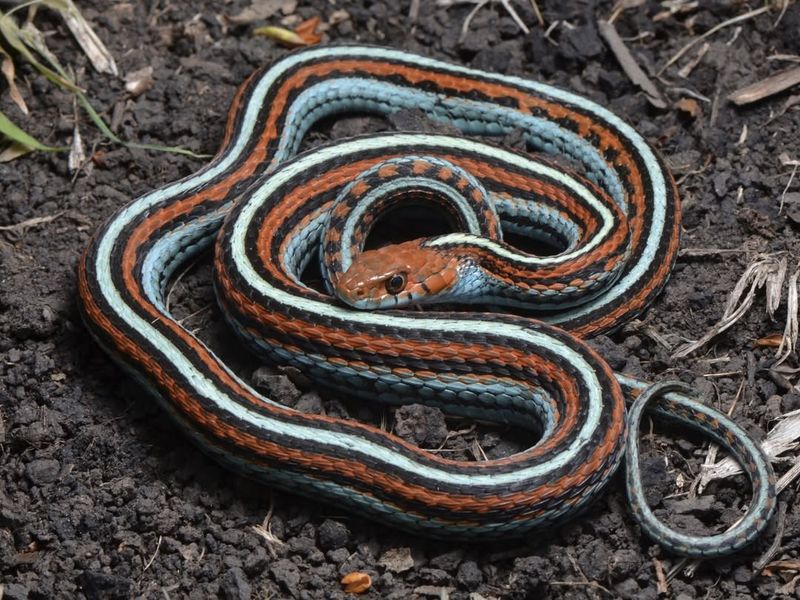 Garter Snake