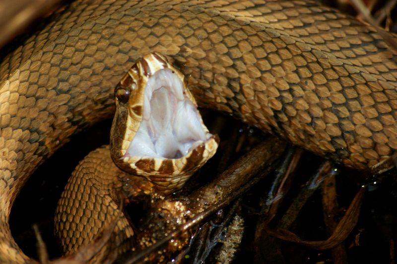 Cottonmouth (Water Moccasin)