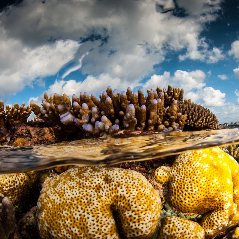 Coral