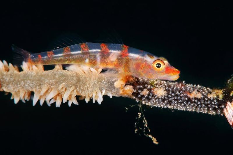 Coral Gobies