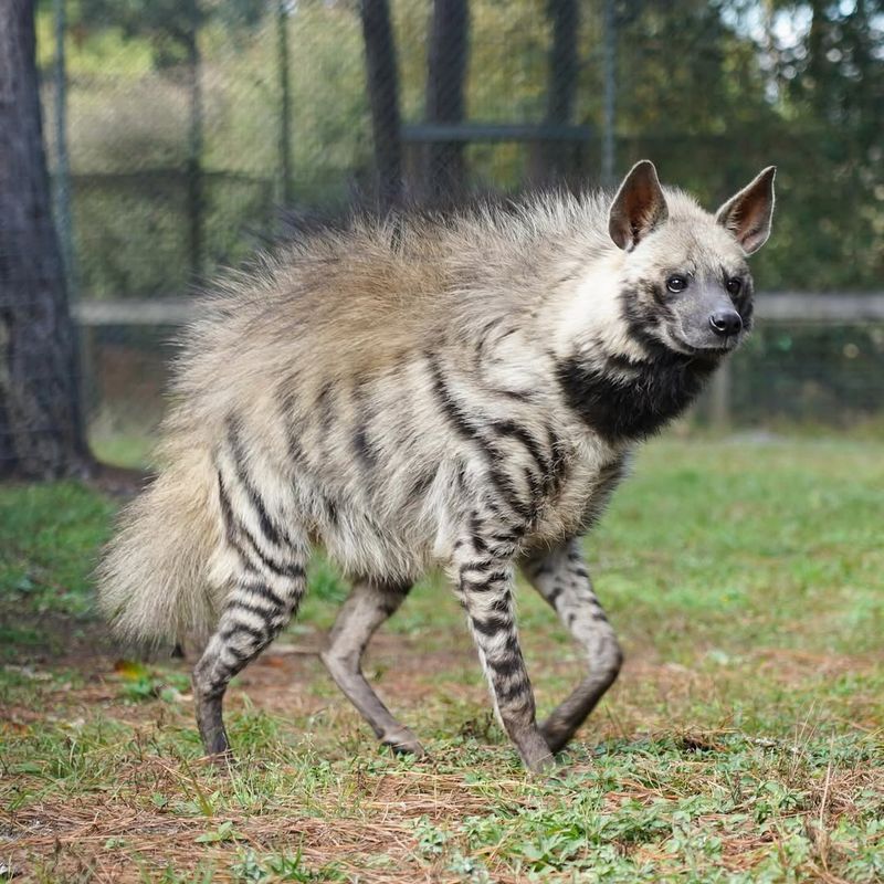 Striped Hyena