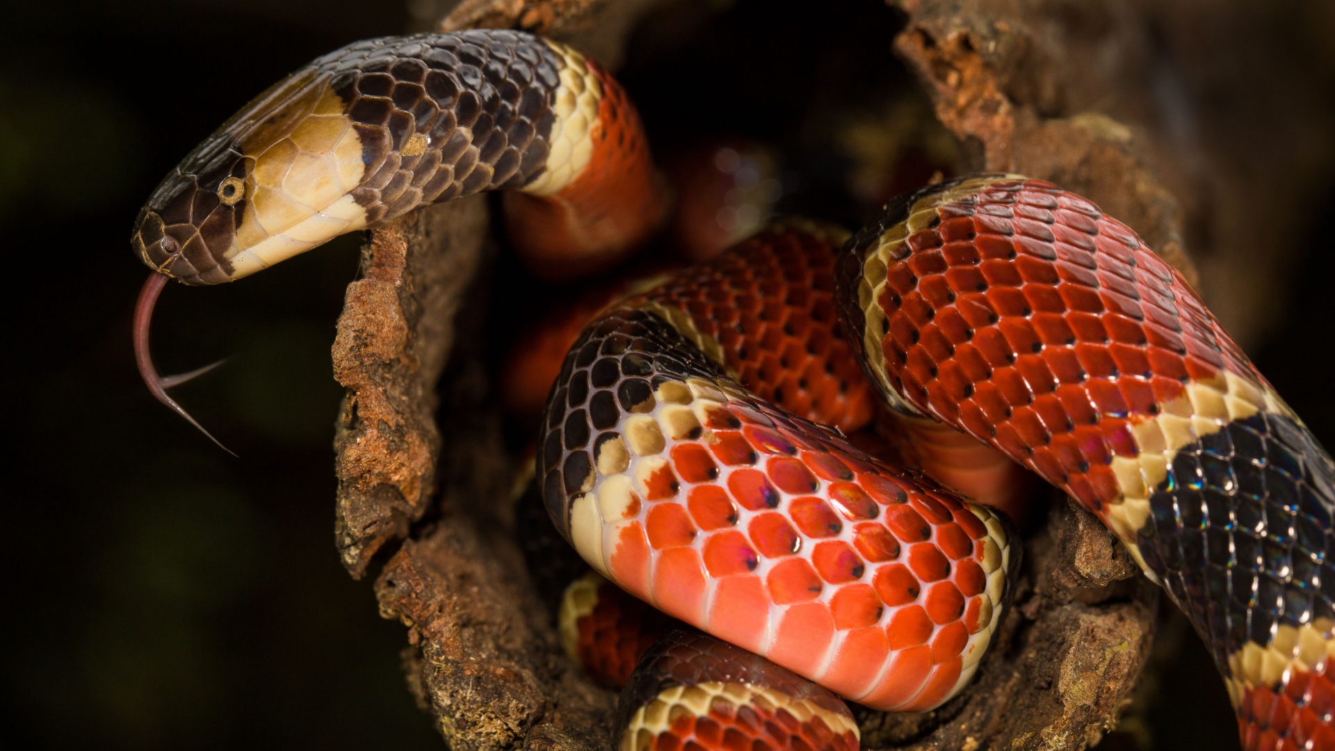 Coral Snake: Brightly Banded And Highly Venomous