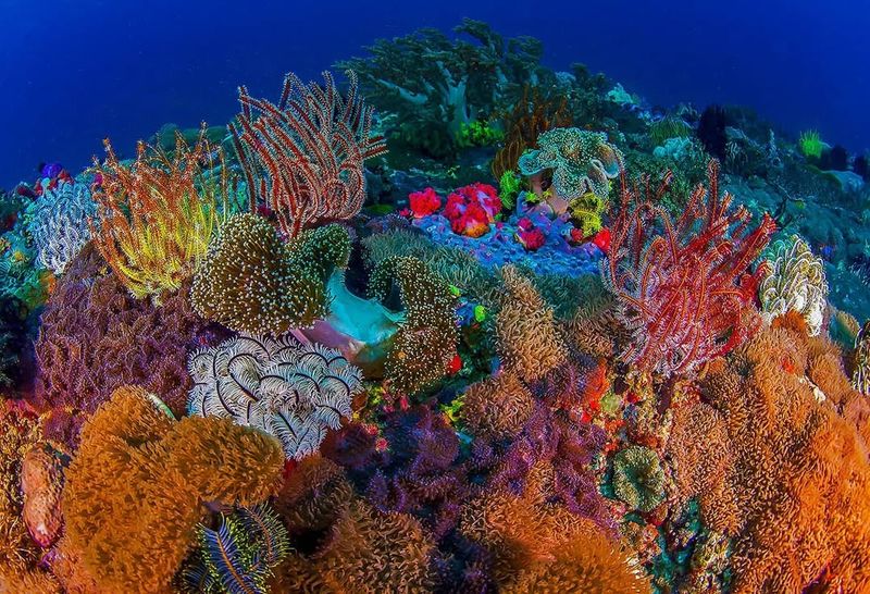 Coral
