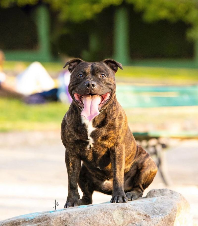 Staffordshire Bull Terrier