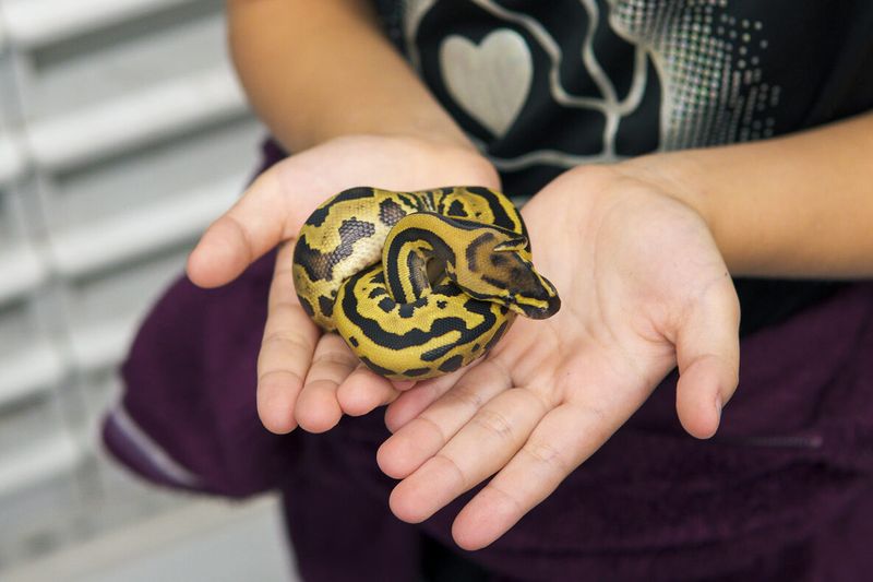 Ball Python