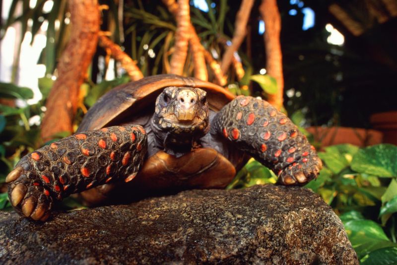 Red-Footed Tortoise