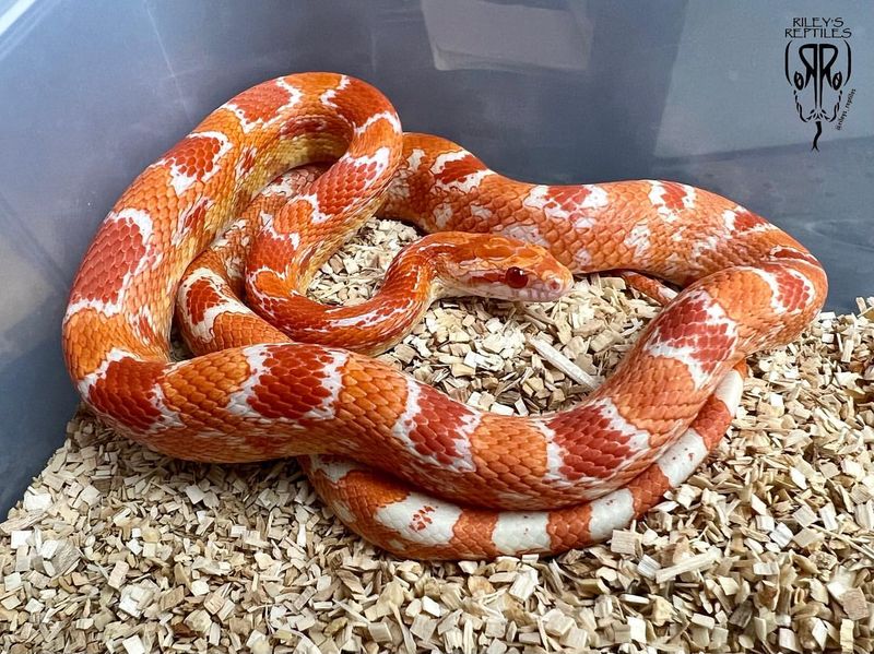 Corn Snake