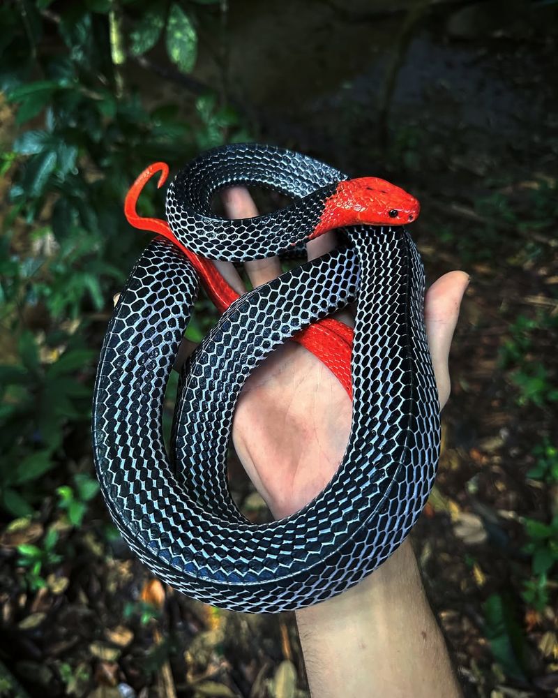 Malayan Krait