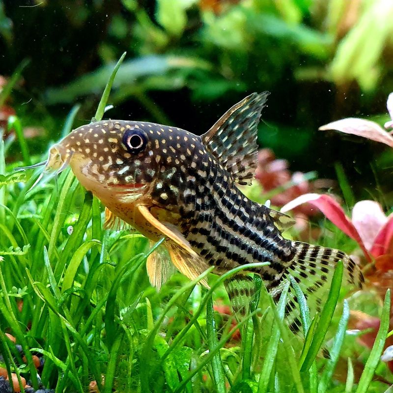 Corydoras Catfish