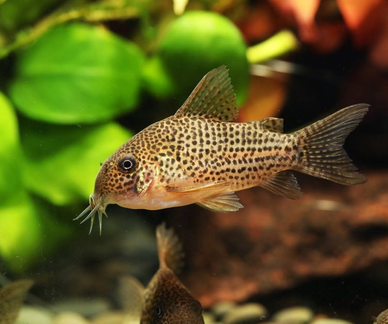 Corydoras Catfish