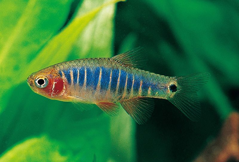 Rasbora