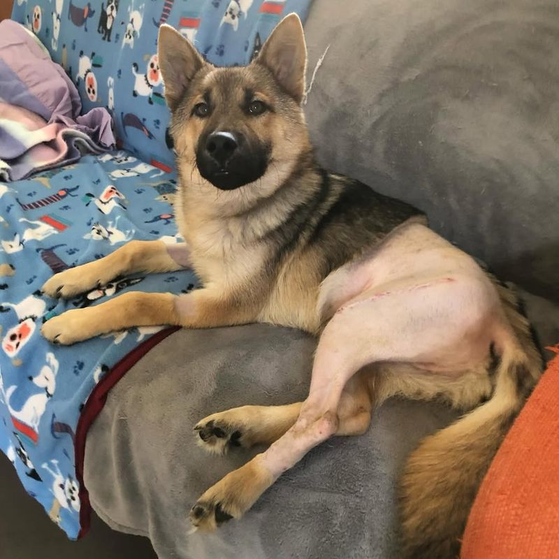 Finding A Miniature German Shepherd